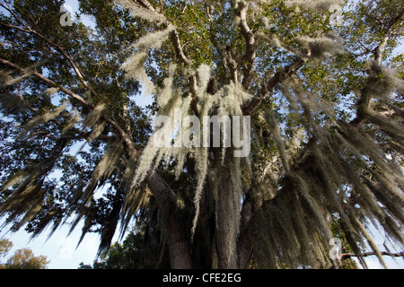 La mousse espagnole le Parc National des Everglades, en Floride Banque D'Images