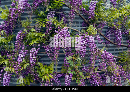 Glycine. Silverton, Oregon. Printemps Banque D'Images