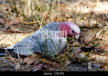 Cacatoès rosalbin. Eolophus roseicapilla Banque D'Images