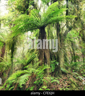La Nouvelle Zélande fougère arborescente Banque D'Images