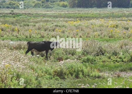 Le pâturage du bétail sur les marais Thames Rainham Marsh RSPB Réserver Essex, UK MA002359 Banque D'Images