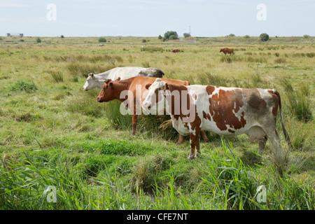 Le pâturage du bétail sur les marais Thames Rainham Marsh RSPB Réserver Essex, UK MA002360 Banque D'Images