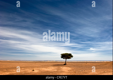Lonely tree dans le désert du Sahara, Merzouga, Maroc Banque D'Images