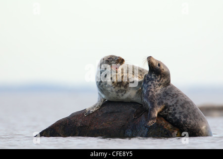 Deux femmes du phoque gris (Halichoerus grypus) sur le rock au repos. L'Europe Banque D'Images