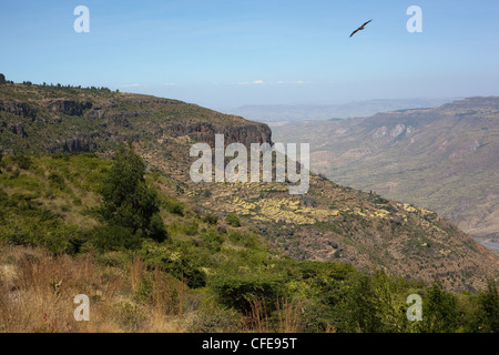 Debre Libanos Gorge. Surplombant le canyon de grès et les pentes avec la culture en terrasses. Banque D'Images