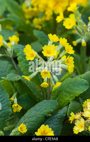 Primula veris Banque D'Images