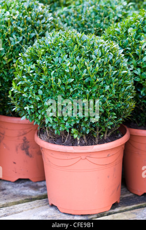 Buxus sempervirens taillés en pots Banque D'Images