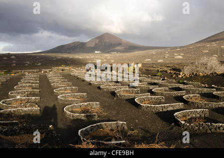 Vignobles dans 'La Geria' - Lanzarote, Îles Canaries Banque D'Images