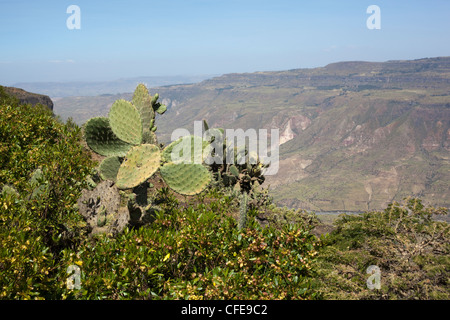 Cactus (Opuntia sp. ). Introduction depuis longtemps. Ici à Debre Libanos. L'Éthiopie. Donnant sur la gorge et les terres agricoles en terrasses. Banque D'Images