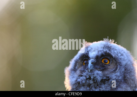 Portrait of young Long-eared Owl (Asio otus). L'Europe Banque D'Images