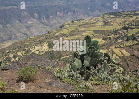 Cactus (Opuntia sp. ). Introduction depuis longtemps. Ici à Debre Libanos. L'Éthiopie. Donnant sur la gorge et les terres agricoles en terrasses. Banque D'Images