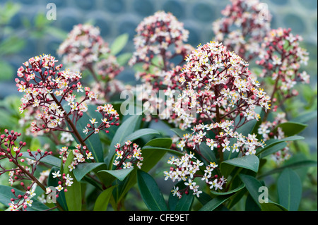 Skimmia japonica 'rubella' Banque D'Images