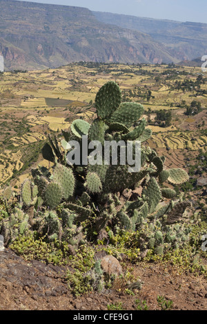 Cactus (Opuntia sp. ). Introduction depuis longtemps. Ici à Debre Libanos. L'Éthiopie. Donnant sur la gorge et les terres agricoles en terrasses. Banque D'Images