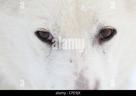 Close-up de Laika de Sibérie occidentale chien. Banque D'Images