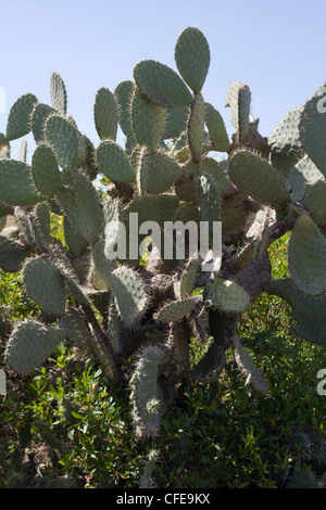 Cactus (Opuntia sp. ). Introduction depuis longtemps. Ici à Debre Libanos. L'Éthiopie. Banque D'Images