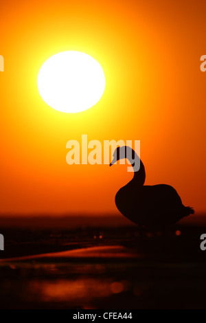 Adorateur du soleil / Silhouette de mute swan (Cygnus olor) regarder le coucher du soleil. L'Europe Banque D'Images