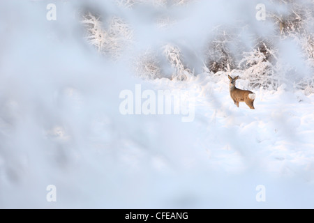 Le Chevreuil (Capreolus capreolus) en hiver. Banque D'Images