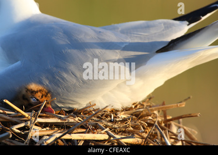 Mouette rieuse (Larus ridibundus) est en train de dormir. Banque D'Images