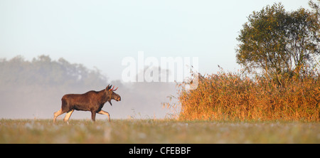 Orignal (Alces alces) à la plaine inondable prairie. L'Europe Banque D'Images