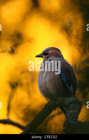 Jay (Garrulus glandarius) avec arrière-plan d'automne. L'Europe Banque D'Images