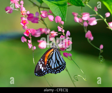 Veiné noir Tiger Butterfly, Danaus melanippus hégésippe sur Coral Vine, Antigonon leptopus Banque D'Images