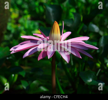 Nymphaeaceae, nénuphar Banque D'Images
