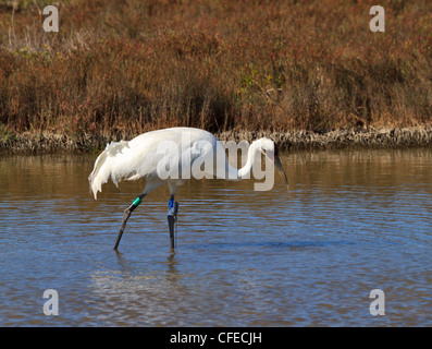 Grue blanche, Grus americana, à Aransas National Wildlife Refuge, la Côte du Golfe, au Texas. Banque D'Images