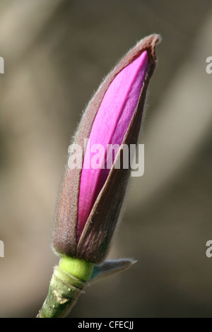 Magnolia bud close up shoot Banque D'Images