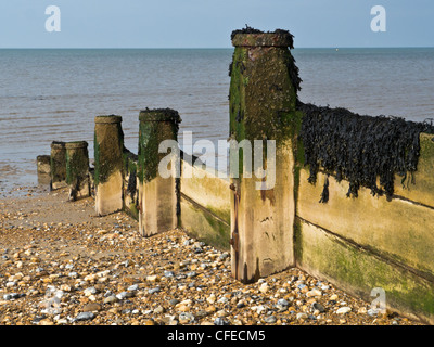 Un épi en bois avec des algues sur la plage de Whitstable Banque D'Images