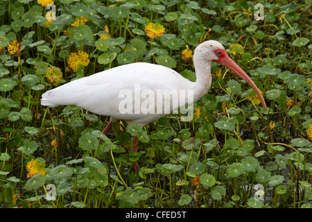 Ibis blanc (Eudocimus albus) l'alimentation. Banque D'Images