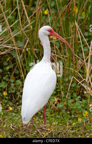 Ibis blanc (Eudocimus albus) l'alimentation. Banque D'Images