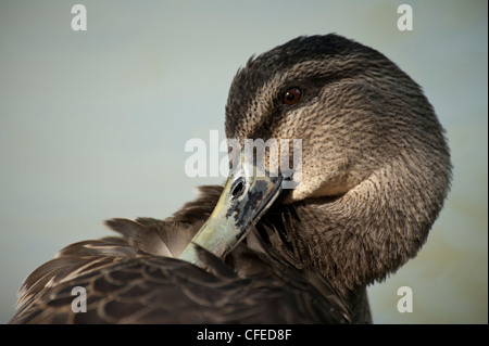 Nettoyage des plumes de canard Banque D'Images