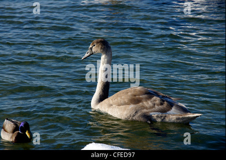 La nichée d'un cygne flotte sur l'eau Banque D'Images