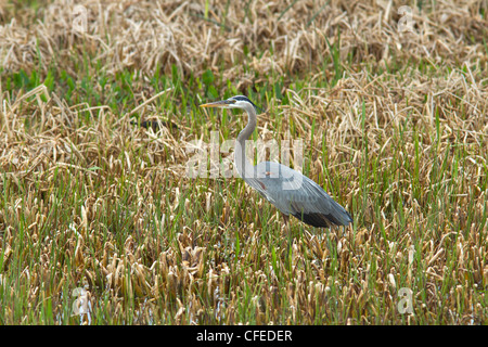 Grand héron (Ardea herodias) à la recherche de nourriture. Banque D'Images