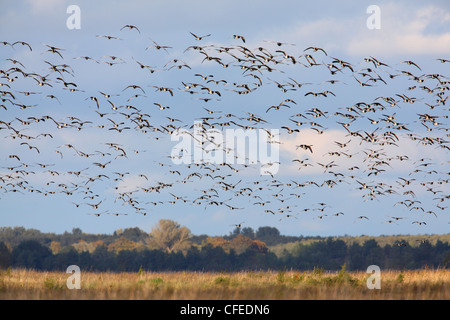 Troupeau de bernache nonnette (Branta leucopsis) en vol. L'Europe Banque D'Images