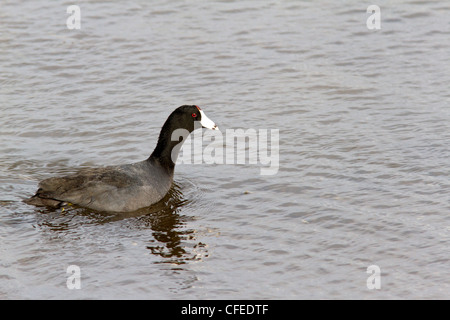 Foulque d'Amérique (Fulica americana) sur l'eau Banque D'Images