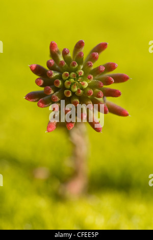 Stonecrop Sedum forsterianum (Rock) Banque D'Images