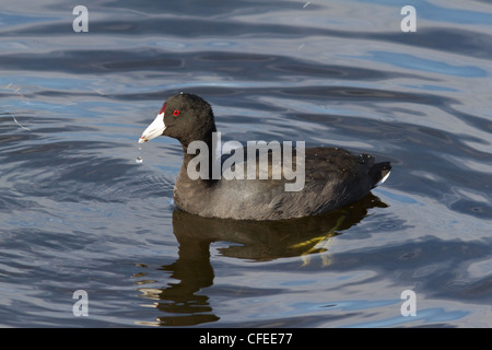 Foulque d'Amérique (Fulica americana) sur l'eau Banque D'Images