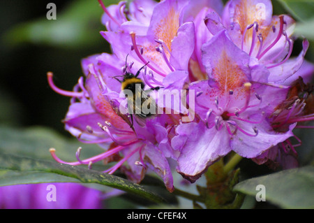 Bumblebee en tenant le pollen de fleur Banque D'Images