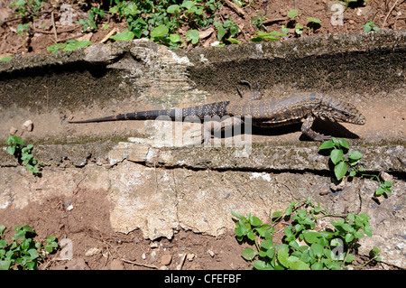 Lézard sud-américain (Tupinambis teguixin). Parc national d'Iguazu, Misiones, Argentine Banque D'Images