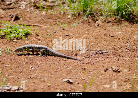 Lézard sud-américain (Tupinambis teguixin). Parc national d'Iguazu, Misiones, Argentine Banque D'Images