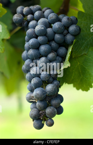 Un tas de Cabernet Sauvignon développe dans un vignoble sur les hautes terres du sud de la Nouvelle Galles du Sud, Australie Banque D'Images