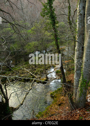 Les hêtres dans la forêt , gamme Urbasa Urederra en Navarre Banque D'Images