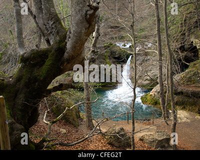 Les hêtres dans la forêt , gamme Urbasa Urederra en Navarre Banque D'Images