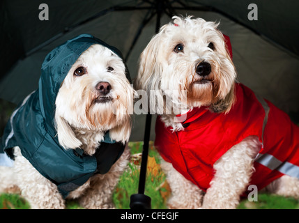 Deux Coton de Tuléar chiens dans d'imperméables sous égide Banque D'Images