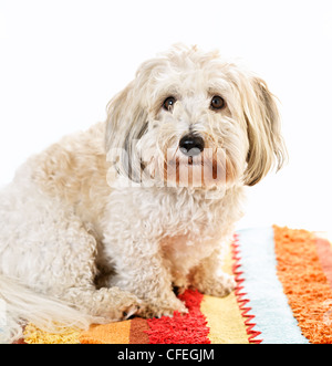 Adorable Coton de Tuléar chien assis sur des tapis aux couleurs vives Banque D'Images