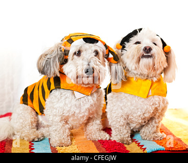 Deux chiens Coton de Tuléar en costumes Banque D'Images