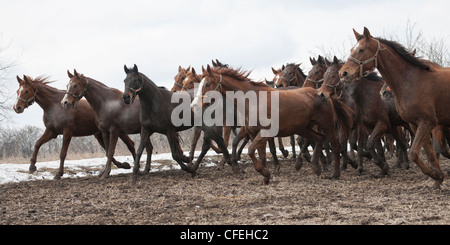 Animaux chevaux Haras National de Bulgarie Kabiuk rare Banque D'Images