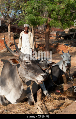 Bos primigenius indicus . Zébu indien / bosse dans un village de l'Inde rurale. L'Andhra Pradesh, Inde Banque D'Images