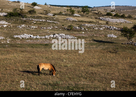 Cheval de Przewalski, Equus ferus przewalskii, Causse Mejean plateau calcaire, Lozère, France Banque D'Images